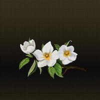 Cherokee Rose decal