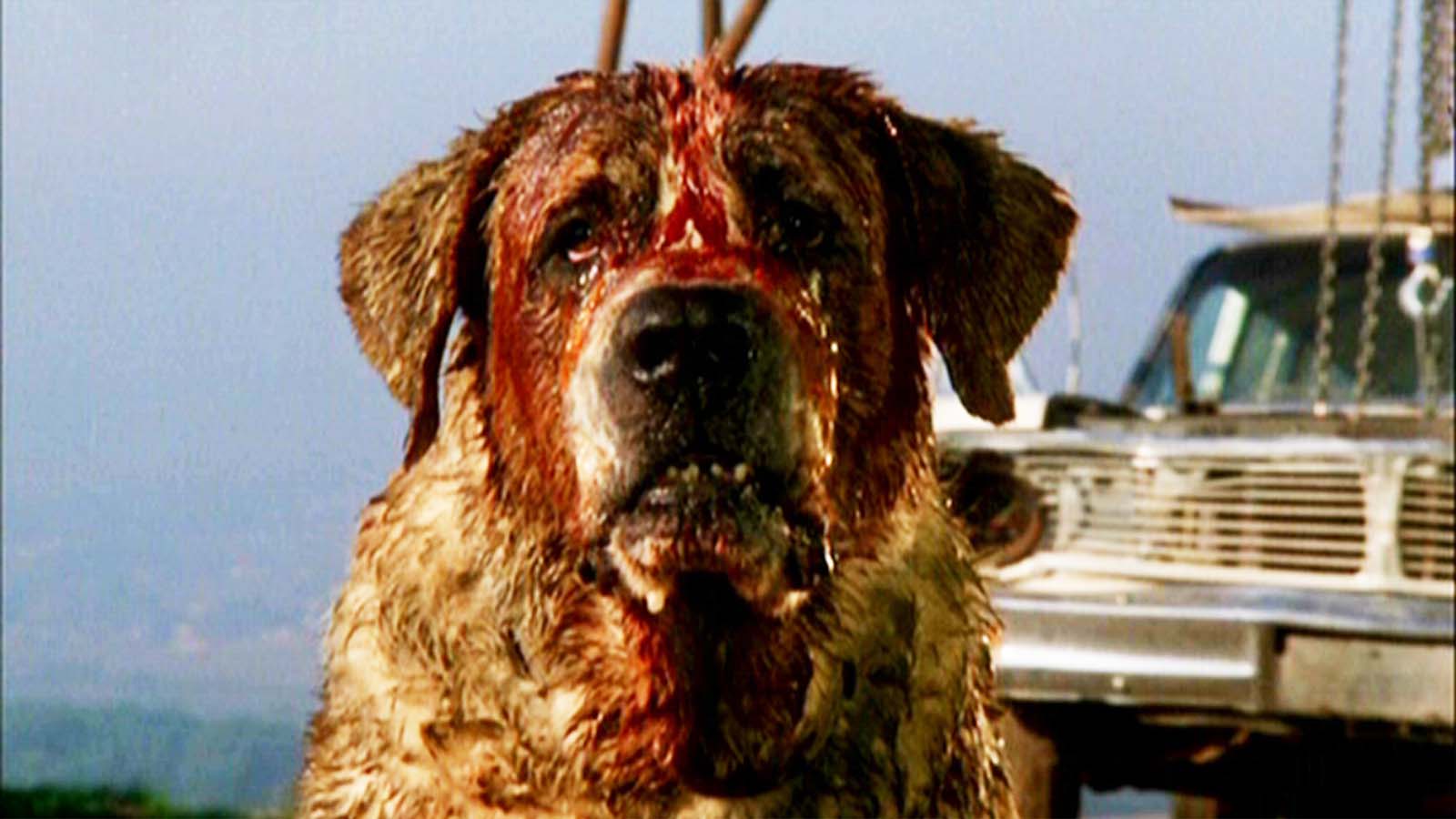 Cujo the dog