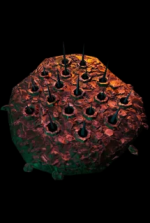 roblox doors entity snare