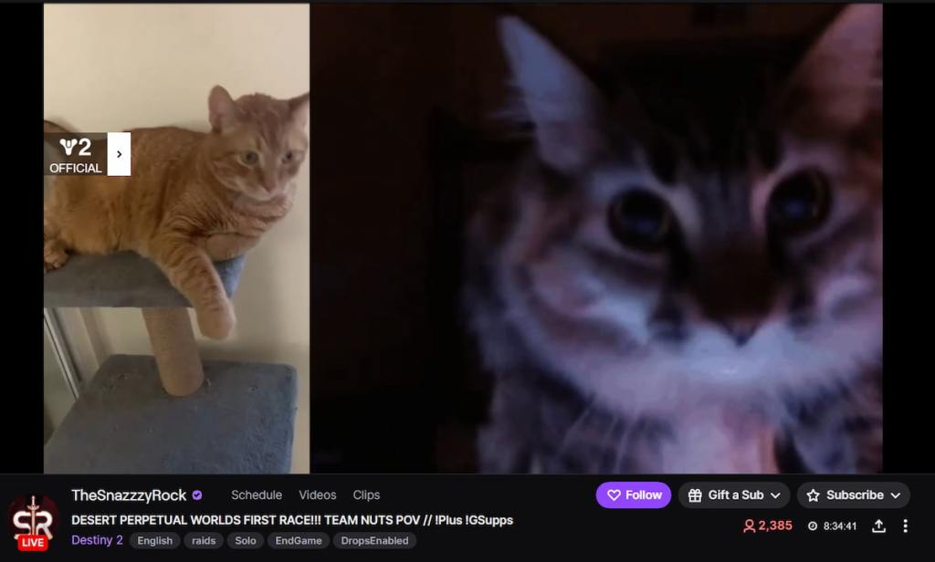TheSnazzzyRock cat blocking D2 raid race stream