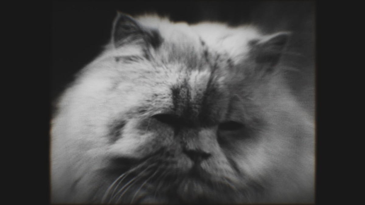 Black and white live action cat in Cronos cutscene