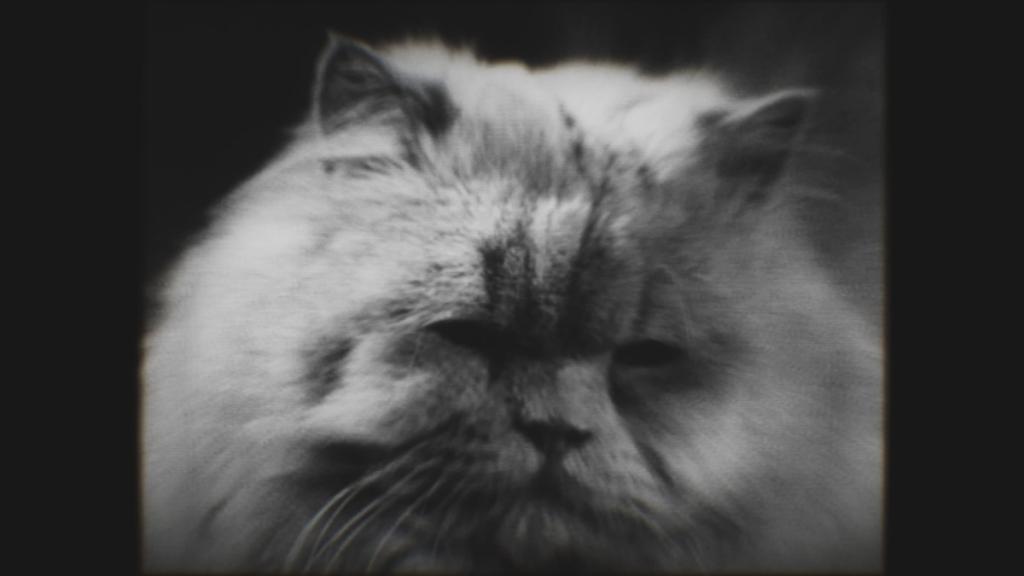 Black and white live action cat in Cronos cutscene