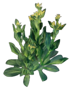 Gentian Seedlings in Enshrouded, a plant with a bunch of green leaves and small yellow flowers