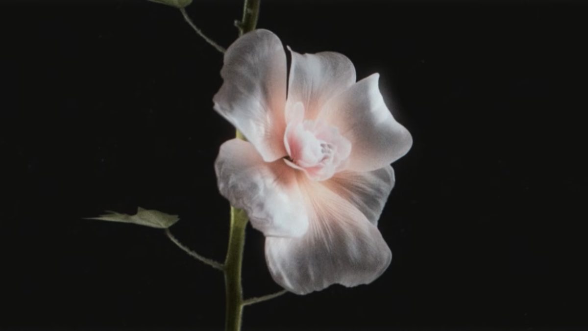 A blooming Hollyhock